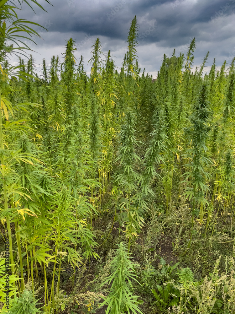 legal hemp field used for textiles in germany. Legalisation of cannabis in germany. legal hemp field used for textiles in germany. Legalisation of cannabis in germany.