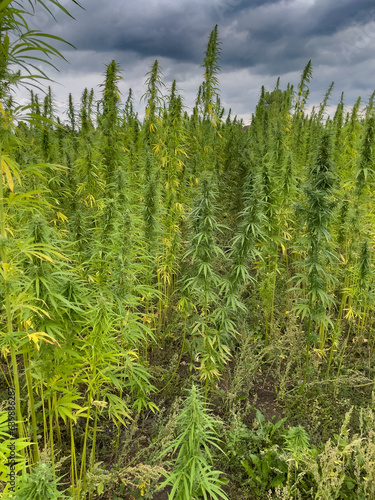  legal hemp field used for textiles in germany.  Legalisation of cannabis in germany.