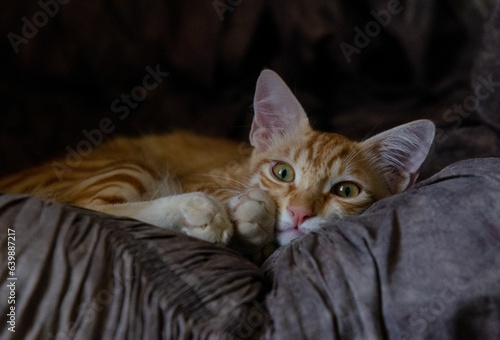portrait of a cat
