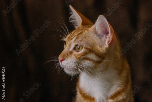 close up portrait of a cat