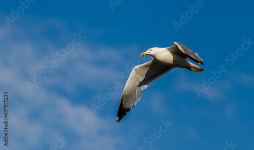 seagull in flight