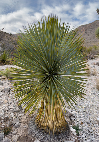 Large Yucca Resembles a Tree as it Grows in Telephone Canyon