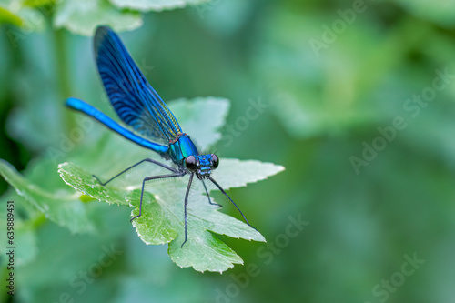 Blue demoiselle damselfly resting on a leaf