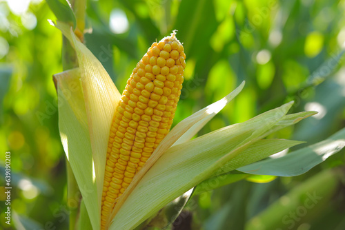 Fototapeta Naklejka Na Ścianę i Meble -  Corn cob peeled in corn field. Corncob in sunlight with bokeh on natural summer background.