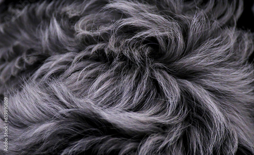 A close-up of a grey dog's hair.