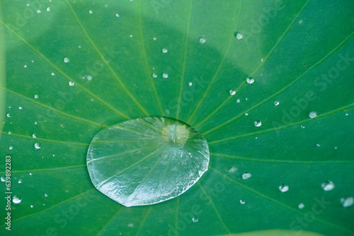 雨上がりの蓮の葉の水滴