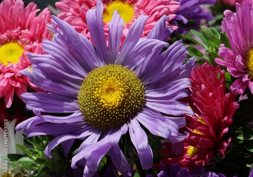 pretty colorful asters flowers from garden in summer close up