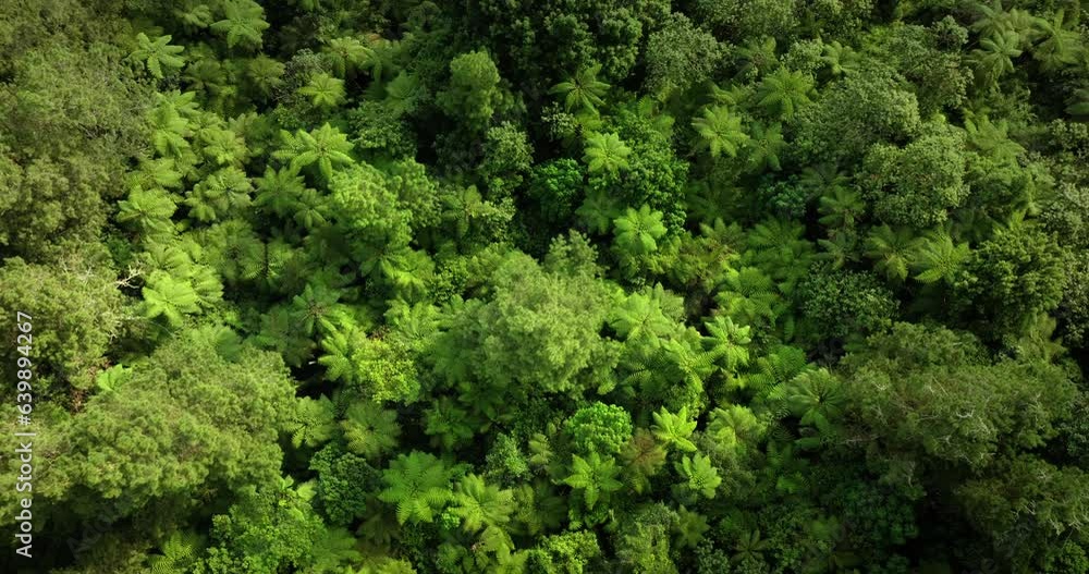 Tropical forest top view. Nature background. Drone view of Bali. Tropical forest top view. Nature background. Drone view of Bali.