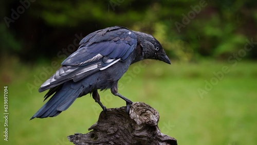Jackdaw Perched on a Log