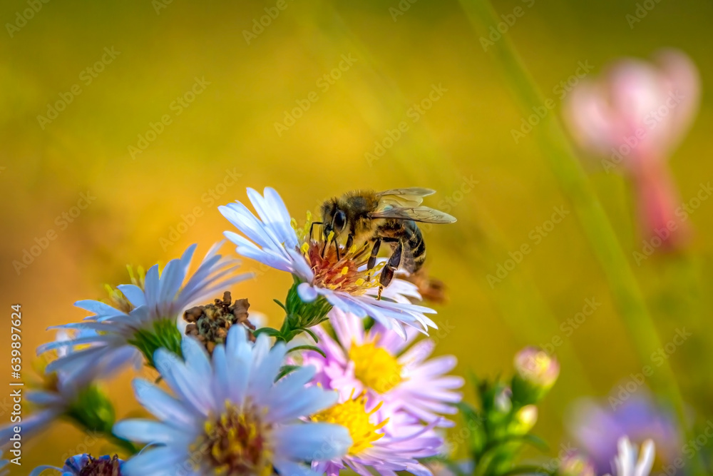 Bee collecting pollen on a white flower Bee collecting pollen on a white flower