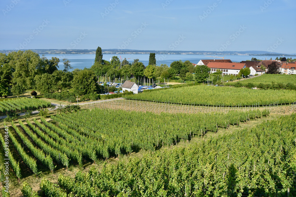 Diagonal Lines of Green Vineyards in Summer on Lake Constance in Germany