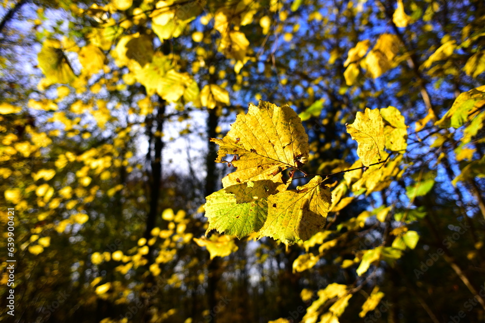 Fototapeta premium Autumn Ambiance: A Visual Journey Through the Spectacular Palette of Fall Foliage's Rich Hues. Experience the Tranquility of Golden Leaves and Rusty Reds, as Nature Paints a Picturesque Landscape