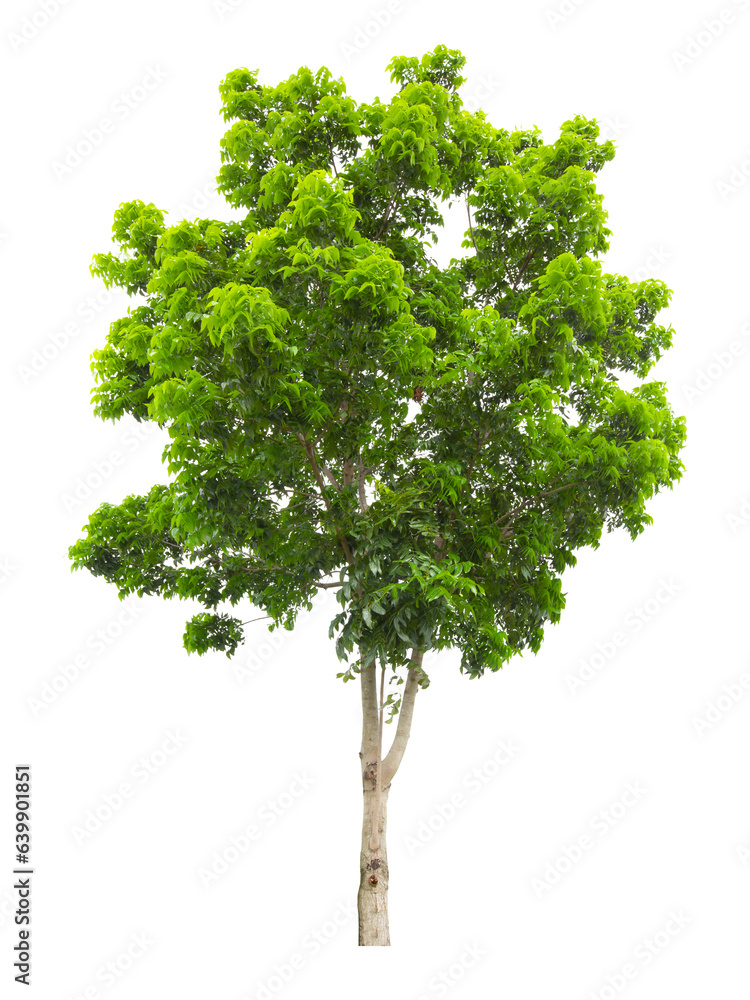 Fototapeta premium A Big tropical trees isolated on white background, used for design, Saved clipping path.