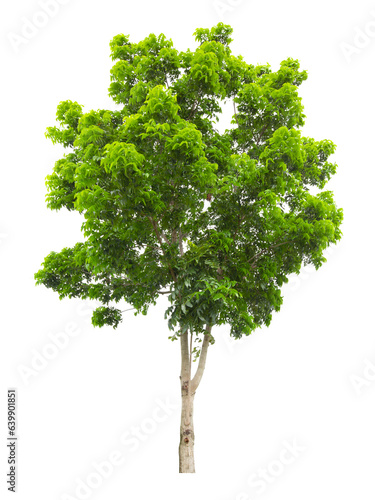 A Big tropical trees isolated on white background, used for design, Saved clipping path.