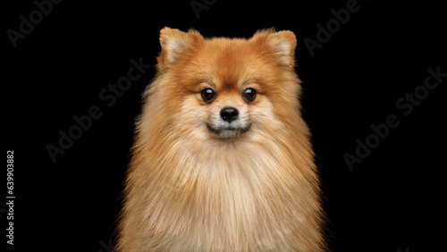 Pomeranian spitz dog on Isolated Black Background in studio