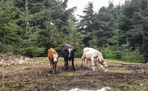 cows grazing in front of the camera in the the forest