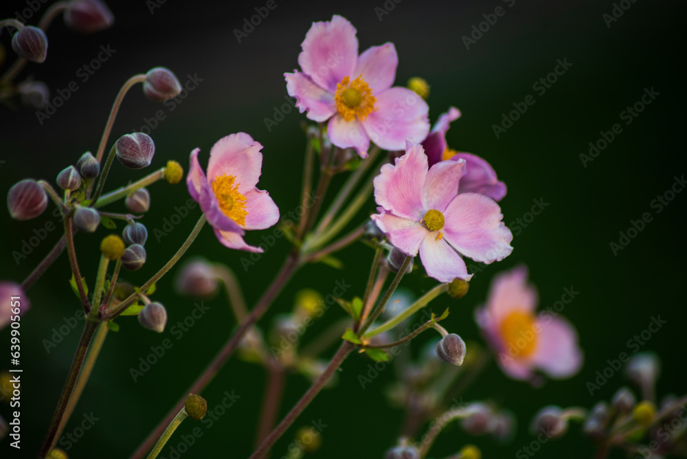 Obraz premium beautiful natural flower background. screen saver