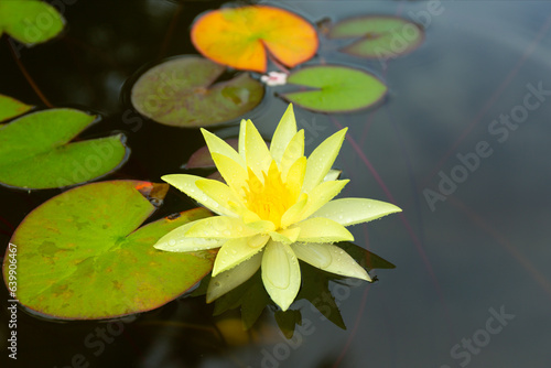 Water Lily Flowers and Leaves on the Pond