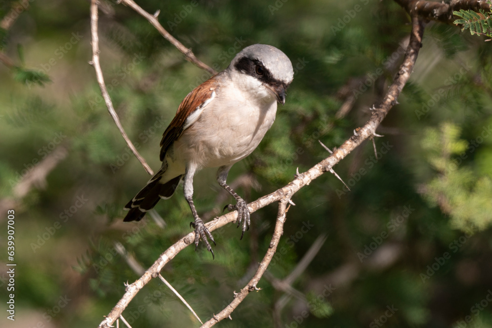 Fototapeta premium Pie grièche écorcheur,. male, Lanius collurio, Red backed Shrike