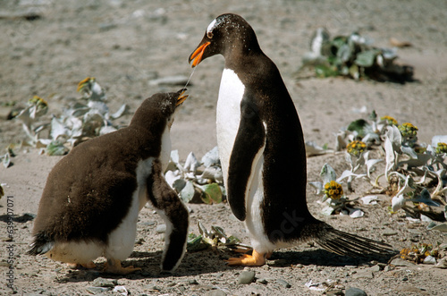 Manchot papou  jeune  nid  .Pygoscelis papua  Gentoo Penguin  Iles Falkland  Malouines