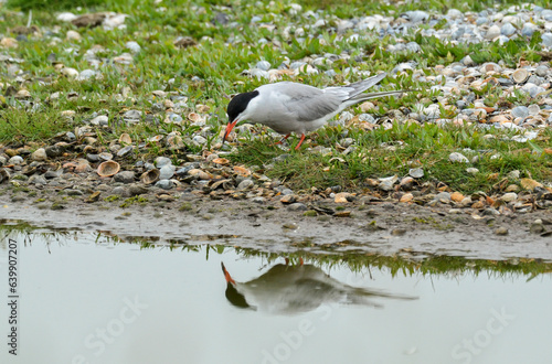 Sterne pierregarin, .Sterna hirundo, Common Tern, photo