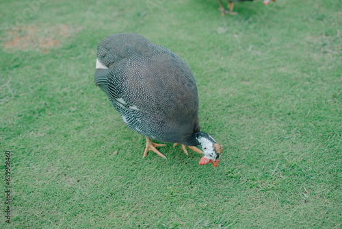 Galeeny Galliney Guineafowl Guinea fowl chicken duck bird feathers flock grass pond lake photo