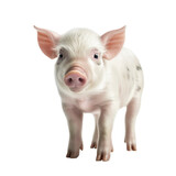 small pink pig isolated on white background