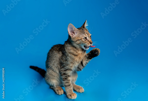 Striped tabby cat on blue background with tongue out