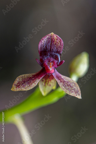Small purple orchid in Colombian forests