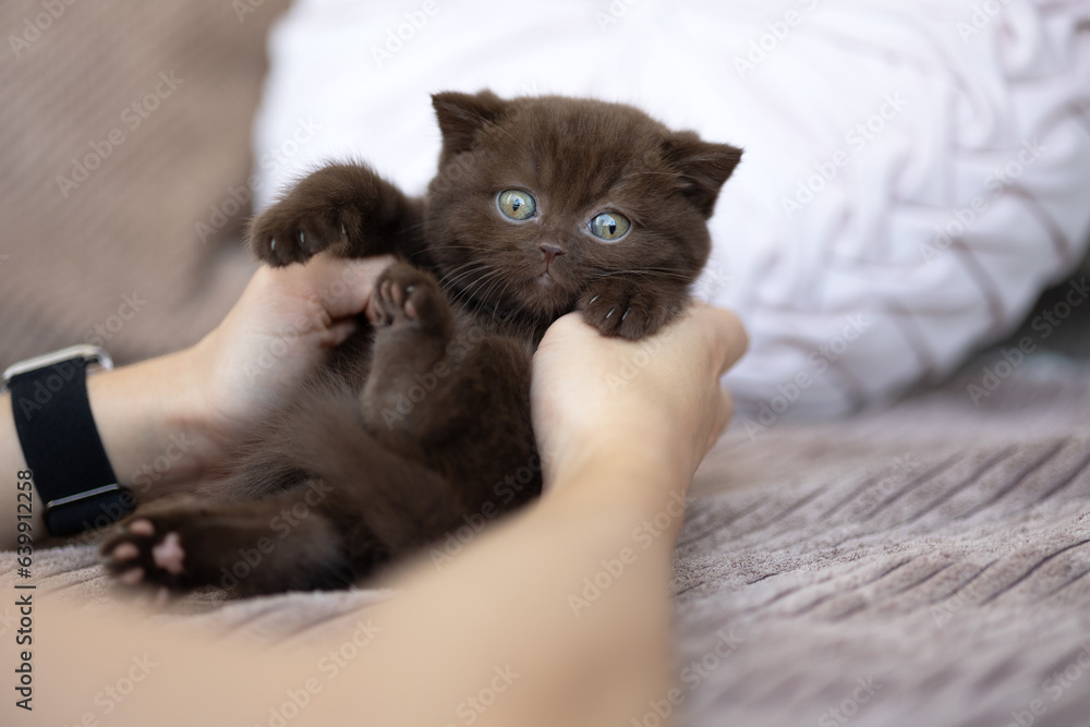 Luxus Katzen , Britisch Kurzhaar edel Kitten Luxus Katzen , Britisch Kurzhaar edel Kitten