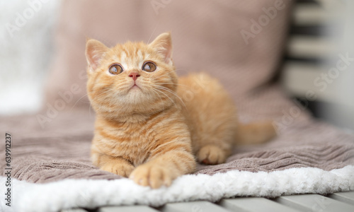 Luxus Katzen , Britisch Kurzhaar edel Kitten © Wabi-Sabi Fotografie