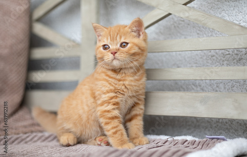 Luxus Katzen , Britisch Kurzhaar edel Kitten