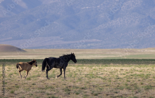 Fototapeta Naklejka Na Ścianę i Meble -  Wild Horse Mare and Foal in the Utah Desert