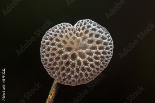 White mushroom on a black background