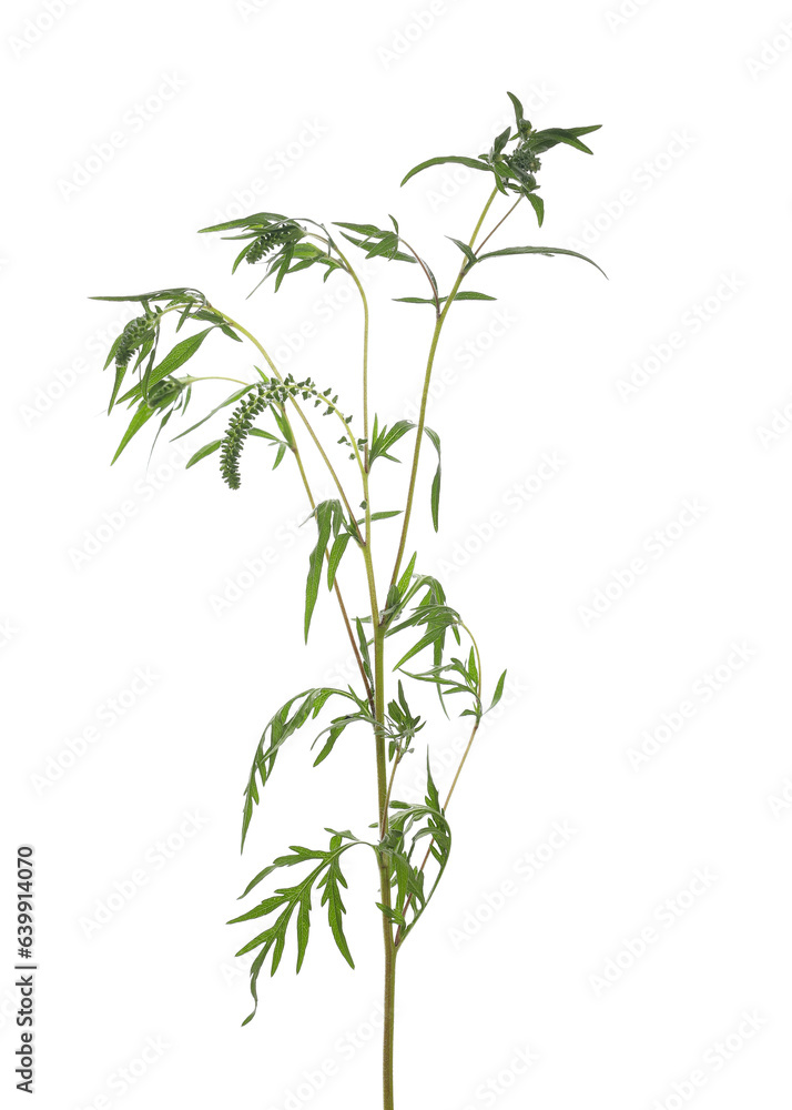 Fresh common Ragweed with seeds (Ambrosia artemisiifolia) isolated on white, clipping path Fresh common Ragweed with seeds (Ambrosia artemisiifolia) isolated on white, clipping path