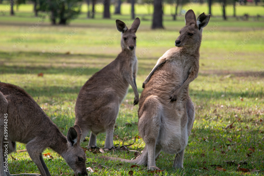 Kangaroos in the shade on a hot summer's day in Far North Queensland, Australia Kangaroos in the shade on a hot summer's day in Far North Queensland, Australia