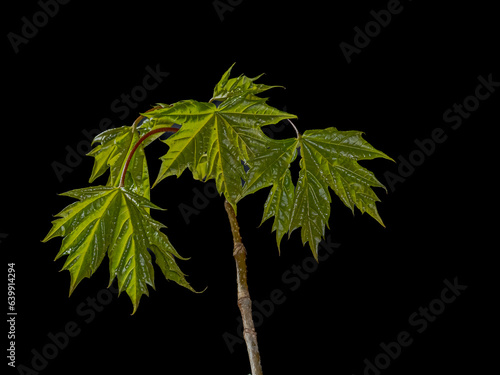 Green leaves on a black background in macro photography.