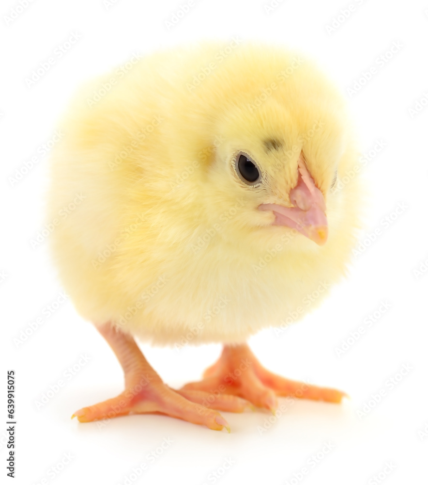 Obraz premium Small yellow chicken