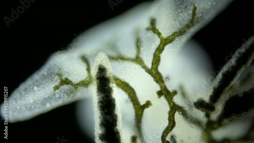 sea slug Placida dendritica under a microscope, superorder Sacoglossa, Mollusca phylum, family Limapontiidae. Live by ingesting cellular contents of algae. White Sea. photo