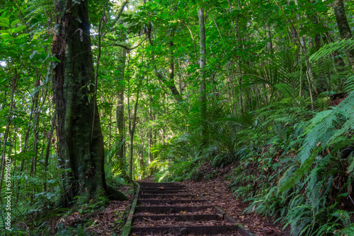 Steps along the Nikau Loop Walk through beautiful rainforest with palm trees and ferns at Ratapihipihi Scenic Reserve in New Plymouth  New Zealand