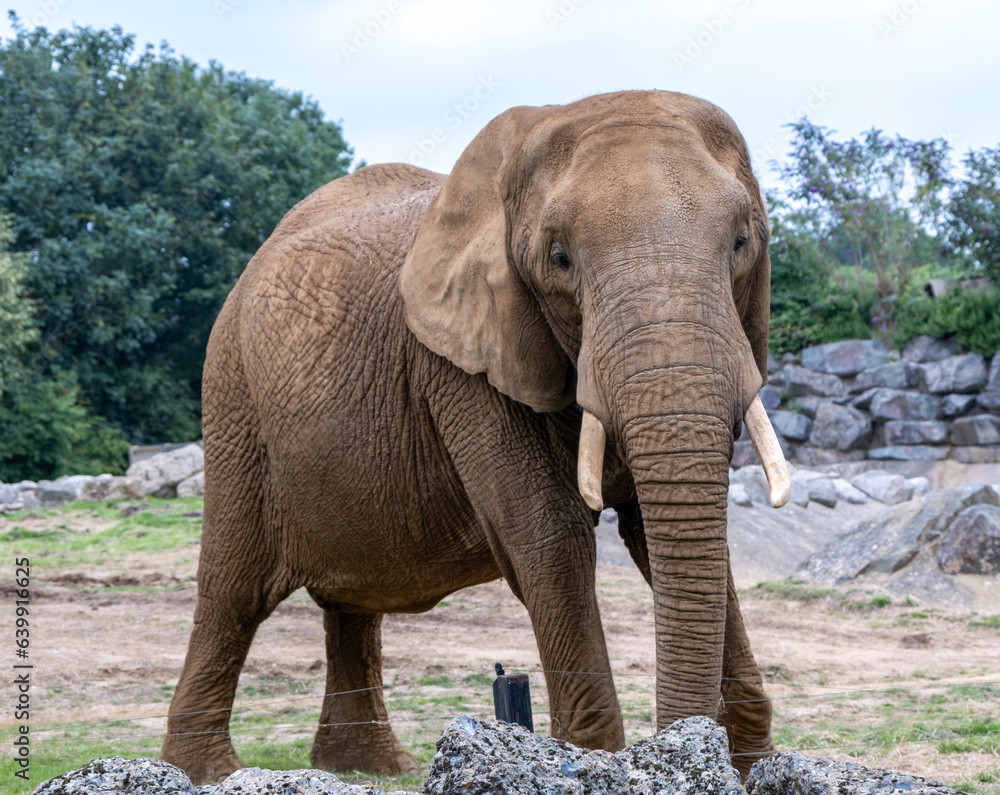 Fototapeta premium Close up of a captive African elephant (“Loxodonta”) in Colchester Zoo