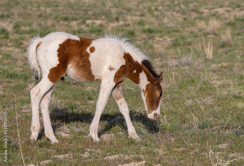 Wild Horse Foal in Springtime in the Utah Desert