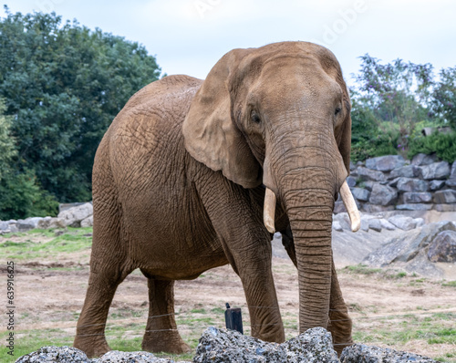 Close up of a captive African elephant (“Loxodonta”) in Colchester Zoo