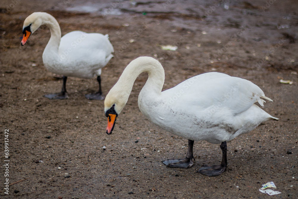 Beautiful white swans on the shore looking for food Beautiful white swans on the shore looking for food