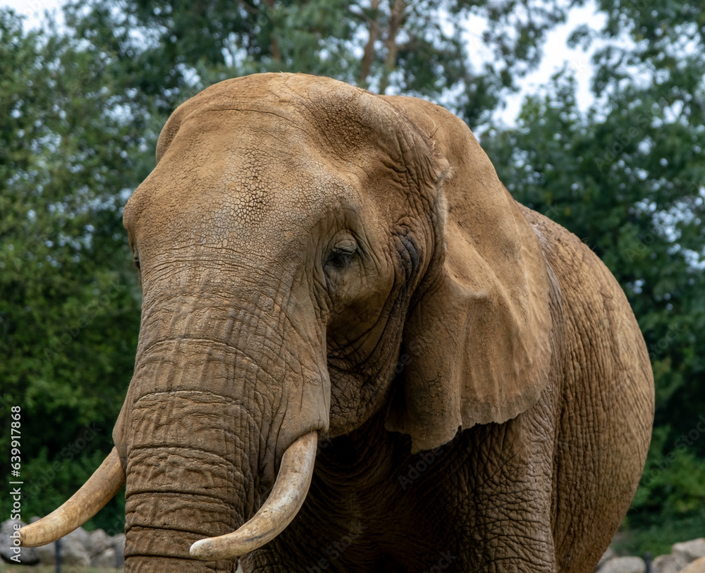 Obraz premium Close up of a captive African elephant (“Loxodonta”) in Colchester zoo