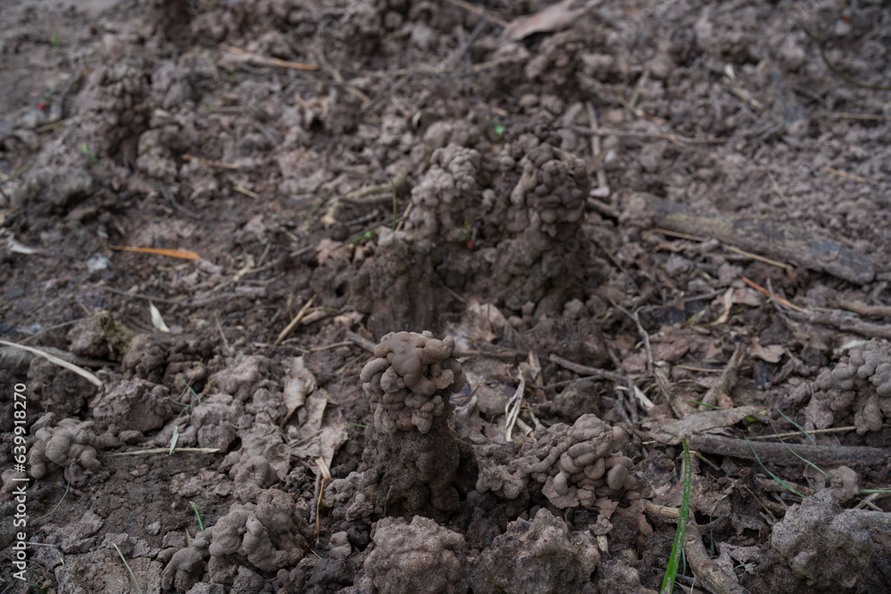 An earthen tower built from earthworms. Earthworm's nest. The habitat of earthworms is in fertile and chemical free areas. An earthen tower built from earthworms. Earthworm's nest. The habitat of earthworms is in fertile and chemical free areas.