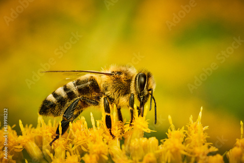 Pszczoły zapylają kwiaty