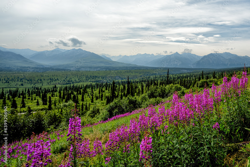 Beautiful scenery with Alaska Mountains with the Fireweed in the foreground