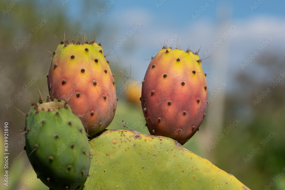 Close-up of wild prickly pear cactus whose fruits have turned colorful in summer. Close-up of wild prickly pear cactus whose fruits have turned colorful in summer.