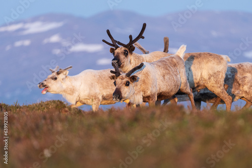 Fototapeta Naklejka Na Ścianę i Meble -  Reindeers in the field